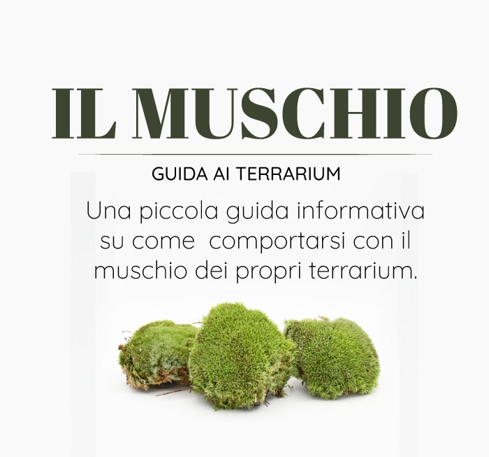 il-muschio-guida-ai-terrarium-glass-life