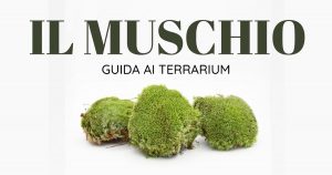il-muschio---guida-ai-terrarium-glass-life