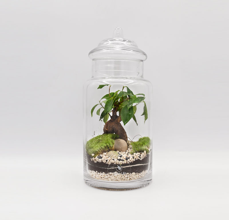 Terrarium bonsai glass life natale