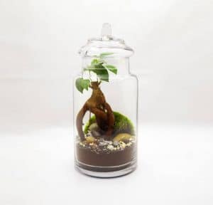 Terrarium bonsai small glass life 3