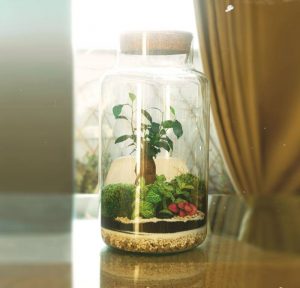 Terrarium bonsai sky glass life (2)