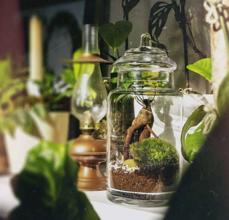 Terrarium bonsai small glass life 2
