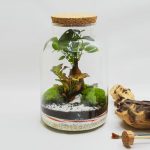 Terrarium Bonsai Medio glass Life in pronta consegna disponibile