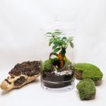 Terrarium bonsai garden glass life